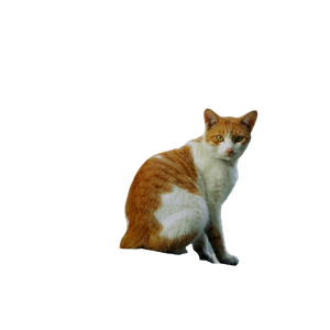Charming Ginger And White Cat Perched Outdoors, Capturing Sunlight Through Leaves. 14961 - Cat PNG image with transparent background